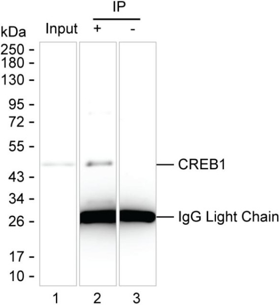 Anti-CREB1