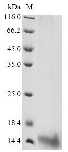 Protein PrgJ (prgJ), Salmonella typhimurium, recombinant