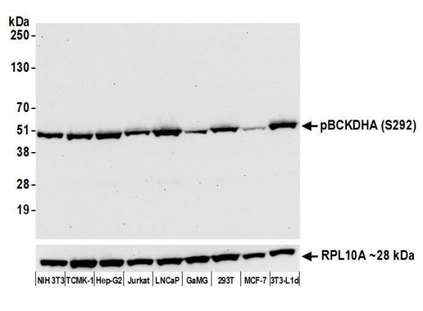 Anti-phospho-BCKDHA (Ser292) Recombinant Monoclonal