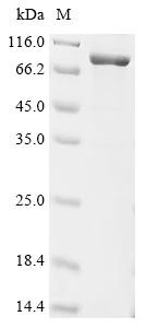 CCN family member 4 (Ccn4), Biotinylated, rat, recombinant