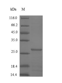 Cystatin-B (CSTB), human, recombinant