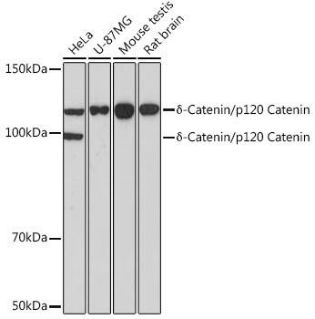 Anti-delta-Catenin/p120 Catenin