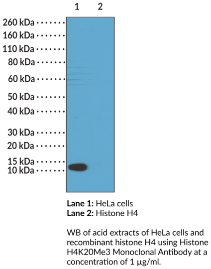 Anti-Histone H4K20Me3 Monoclonal Antibody (RM208)