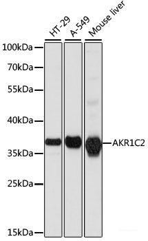 Anti-AKR1C2