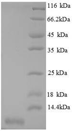 C-X-C motif chemokine 3 protein (Cxcl3), mouse, recombinant