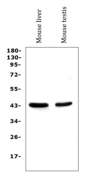 Anti-PON1 / paraoxonase 1, clone 6B1