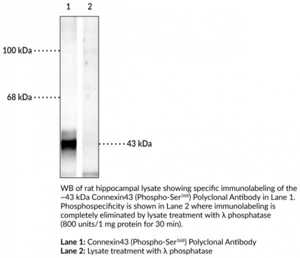 Anti-phospho-Connexin43 (Ser368)