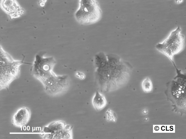 HROBMC01 Cells