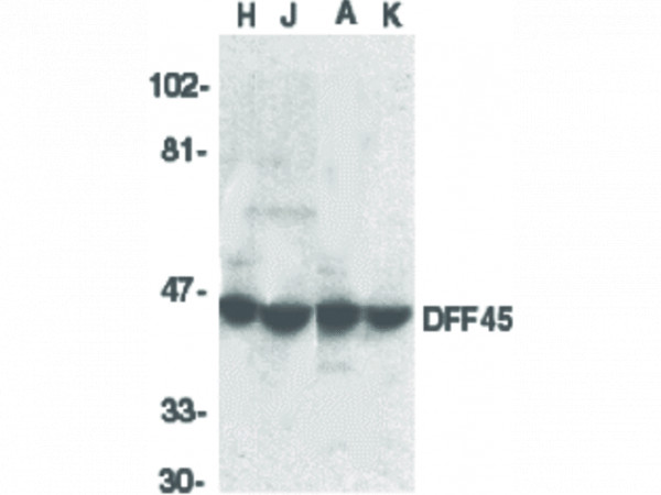 Anti-DFF45