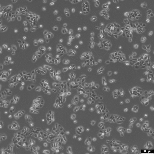 NCI-H292 Cells