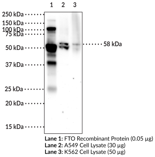 Anti-FTO (human) (Clone 6B6)