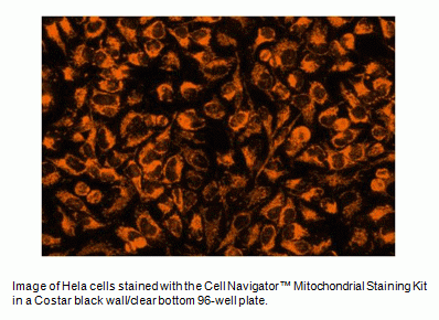Cell Navigator(TM) Mitochondrial Staining Kit *Orange Fluorescence with 405 nm Excitation*