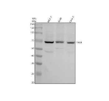 Anti-PAK4 / P21-activated kinase 4