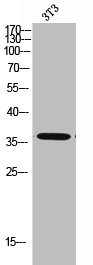 Anti-CA5B