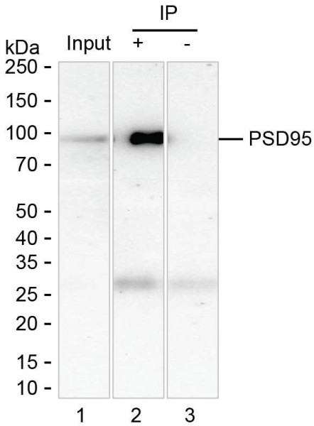 Anti-PSD95