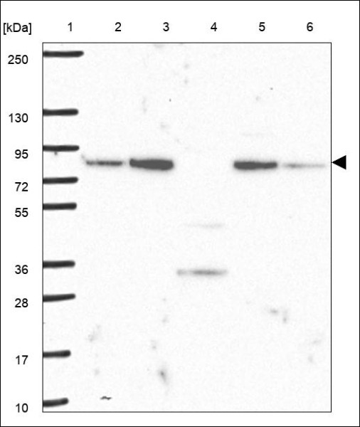 Anti-FCHSD1