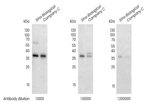 Anti-Phospho-eIF2alpha (Ser51) Monoclonal Recombinant Antibody