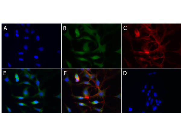 Anti-CYTOCHROME p450