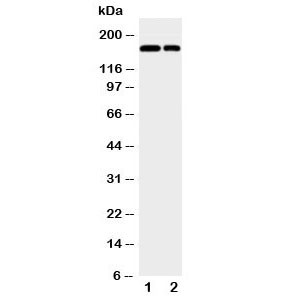 Anti-CD11b