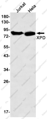 Anti-Recombinant XPD, clone C313202