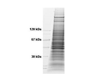 HeLa Whole Cell Lysate TNFa Stimulated