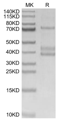 MSPR/Ron, His, Human