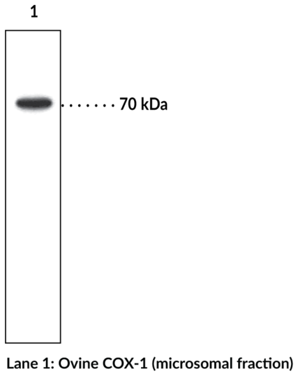 Anti-COX-1 (Clone CX111)