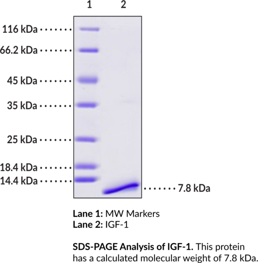 IGF-1 (human, recombinant)