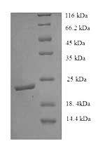 Ephrin-B3 (Efnb3), partial, mouse, recombinant