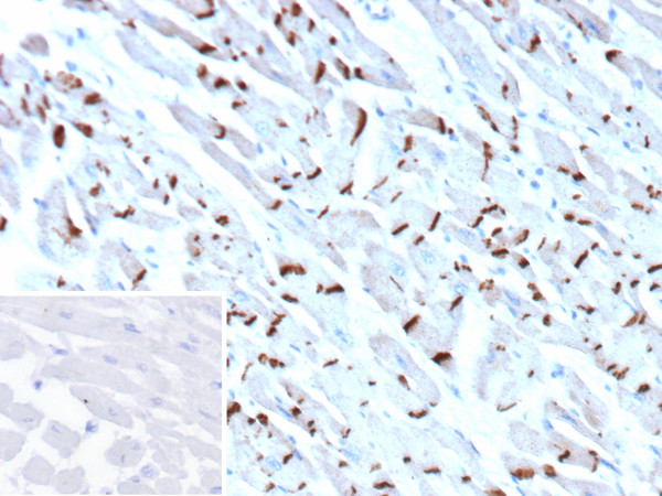 Anti-N-Cadherin / Cadherin-2 / CD325 (NCAD), clone CDH2/9493