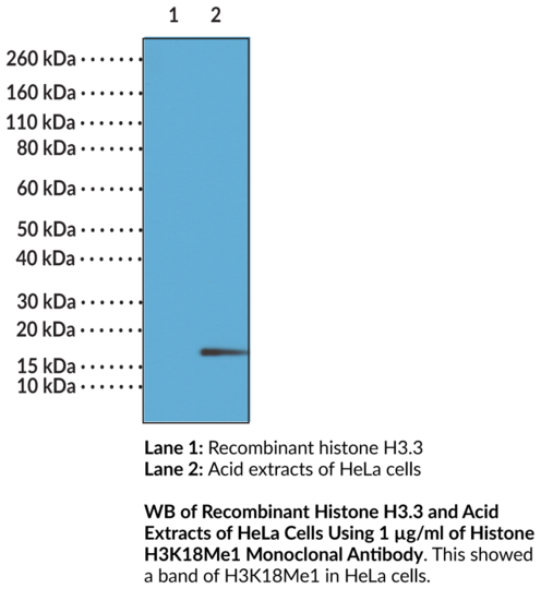Anti-Histone H3K18Me1 Monoclonal Antibody (RM167)