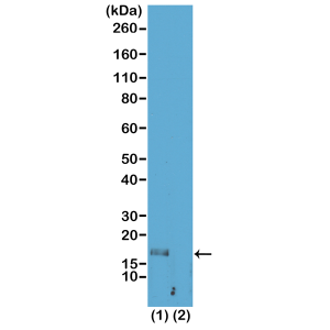 Anti-Monomethyl-Histone H3 (Lys56), Rabbit Monoclonal (RM180)