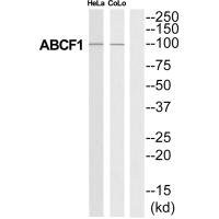 Anti-ABCF1