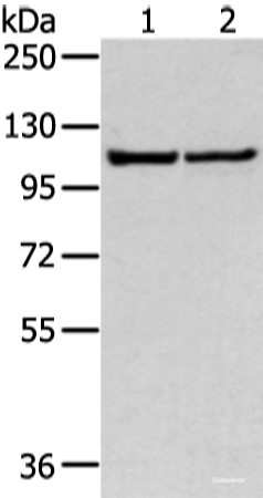 Anti-WWP1