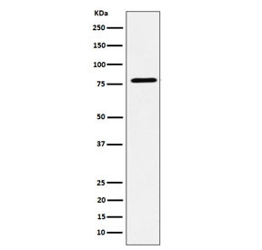 Anti-EXOC3 / Exocyst complex component 3, clone 29E26