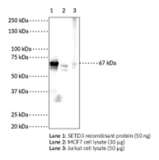 Anti-SETD3 Monoclonal Antibody (Clone 1B4)