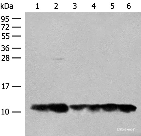 Anti-ATP5L