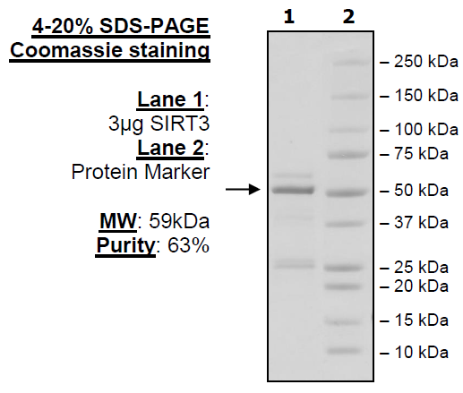 Sirtuin 3, active human recombinant protein