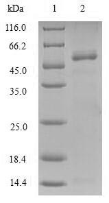 Adenylate kinase 2, mitochondrial (AK2), human, recombinant