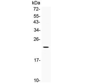 Anti-BMP4 / Bone morphogenetic protein 4