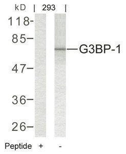 Anti-G3BP1 (Ab-232)