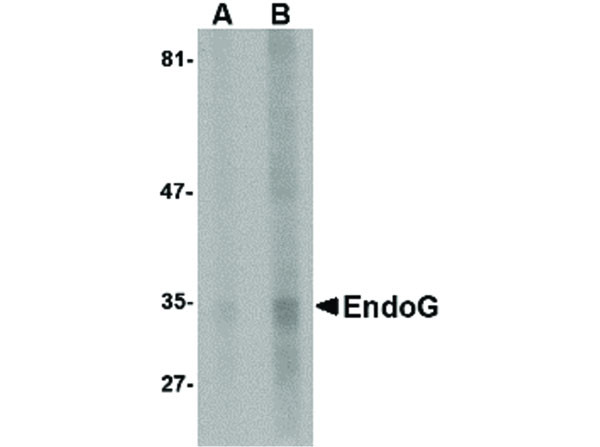 Anti-EndoG, clone [7F2D7]