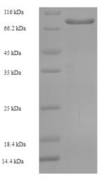 Arylsulfatase G (ARSG), human, recombinant