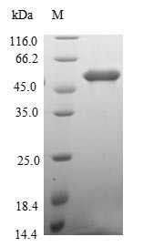 Protein MEMO1 (MEMO1), human, recombinant