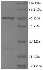 Meteorin-like protein (METRNL), human, recombinant