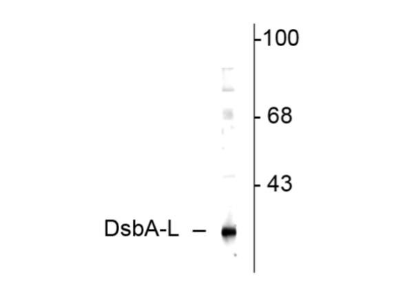 Anti-DsbA-L (Disulfide-bond-A oxidoreductase-like protein)