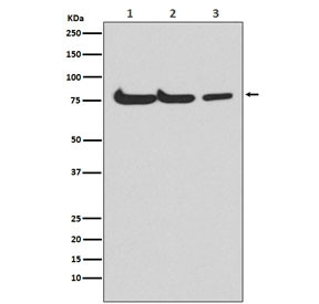 Anti-ATG7 / APG7, clone ACHA-1