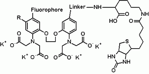 Cal-520(TM)-Biocytin Conjugate