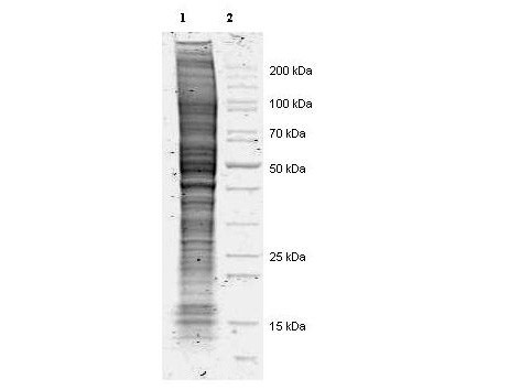 NIH/3T3 Whole Cell Lysate