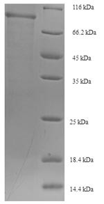 Sorting nexin-1 (SNX1), human, recombinant